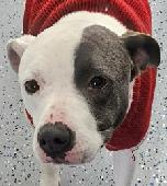 Darla - SPECIAL NEEDS